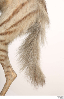 Striped Hyena Hyaena hyaena tail 0002.jpg